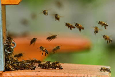 Close-up of bee on wood