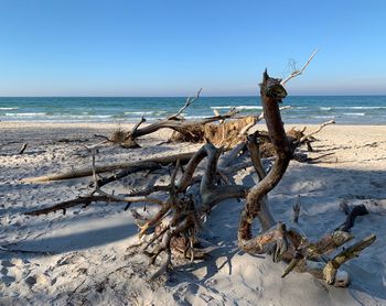 Driftwood on beach against sky