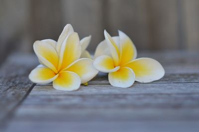 Close-up of frangipani on table