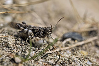 Close-up of insect on plant