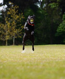 Dog jumping on grass