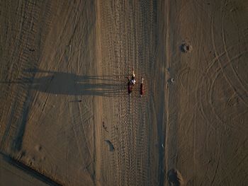 Directly above shot of camels on sand