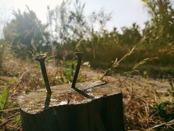 Close-up of tree stump on field