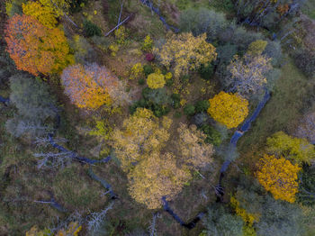 Full frame shot of multi colored autumn leaves