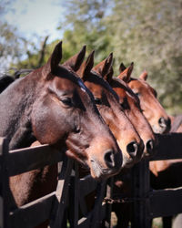 Close-up of horse