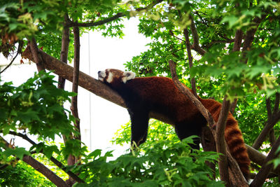 Low angle view of a horse on tree