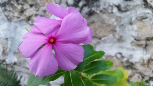 Close-up of pink cosmos blooming outdoors