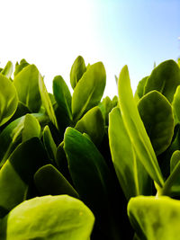 Low angle view of fresh green plant against sky