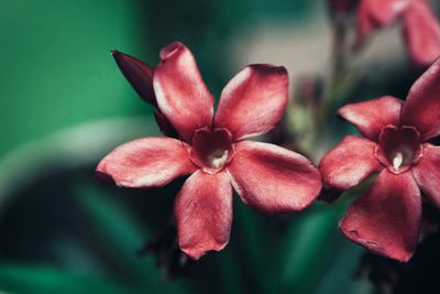 Close-up of pink flowering plant