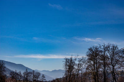 Low angle view of silhouette trees against blue sky