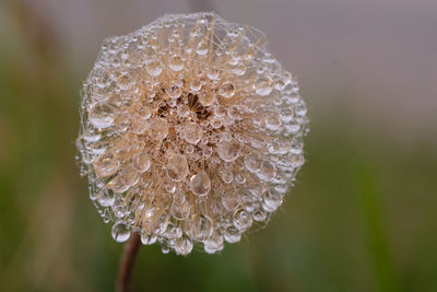 Close-up of wet flower on plant