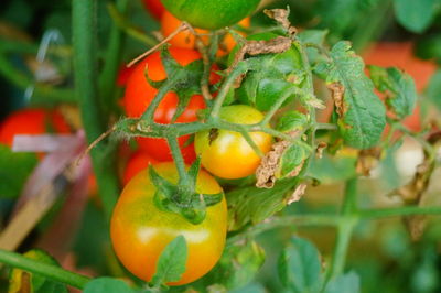 Close-up of fruits on plant