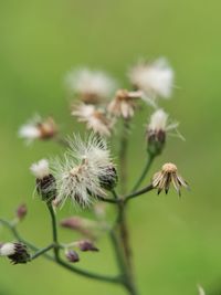 Close-up of wilted dandelion flower