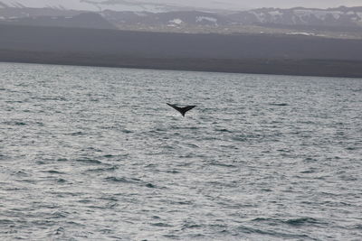 Bird flying over sea against sky