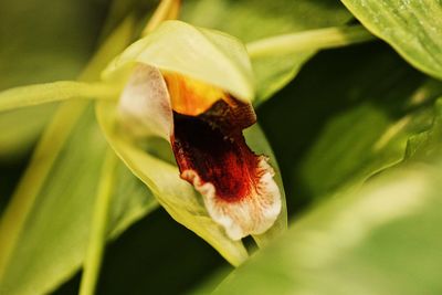 Close-up of rose flower