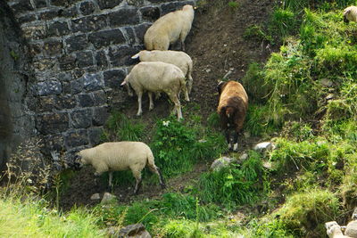 Sheep grazing in a farm