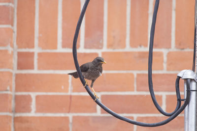 Close-up of bird perching on wall