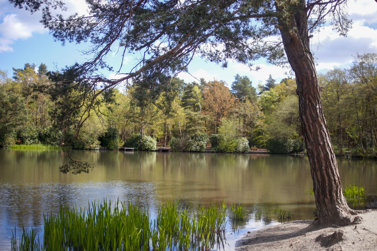 SCENIC VIEW OF LAKE BY TREES AGAINST SKY