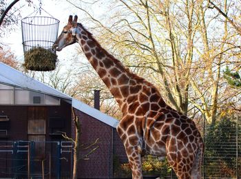 Giraffe in zoo