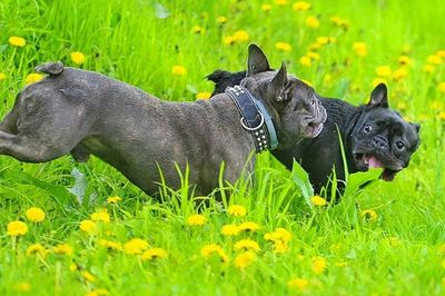 Dog on grassy field