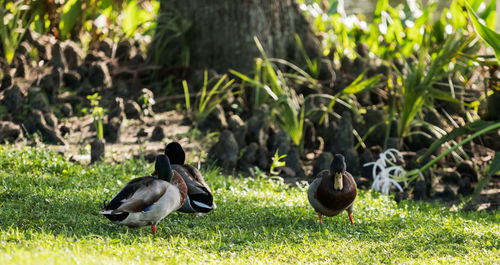 Ducks on field