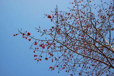 Low angle view of flowering plant against clear blue sky