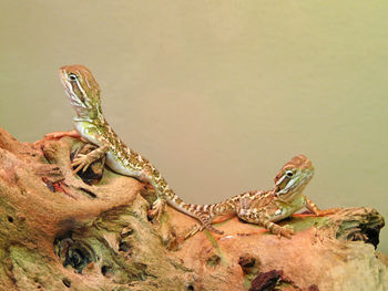 Close-up of crab perching on stem