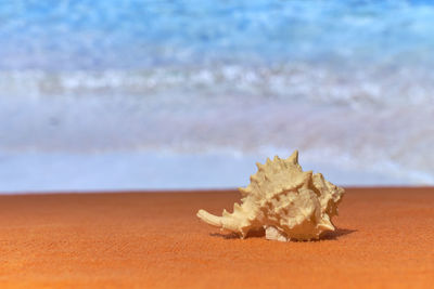 Close-up of shell on beach