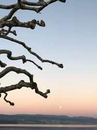 Low angle view of tree against sky during sunset