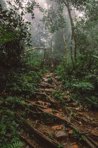 Trail amidst trees in forest