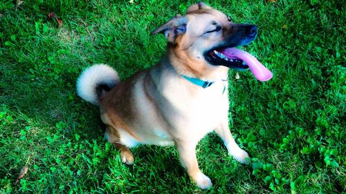 Dog standing on grassy field