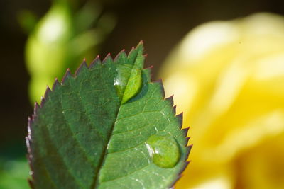 Close-up of fresh green leaves