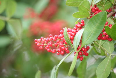 Close-up of red flowers blooming outdoors