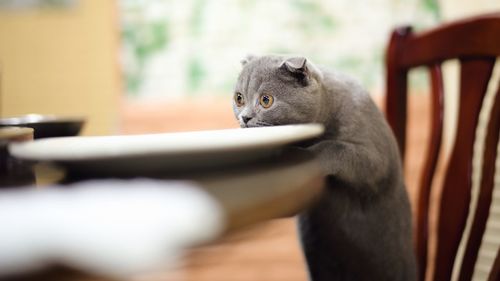 Cat sitting on chair at home