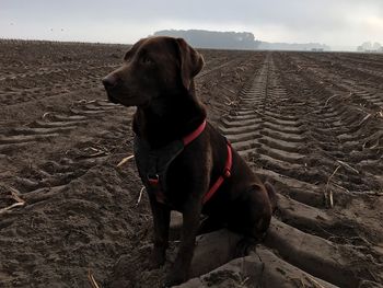 Close-up of dog on sand at beach against sky