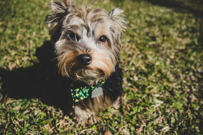 Close-up of dog