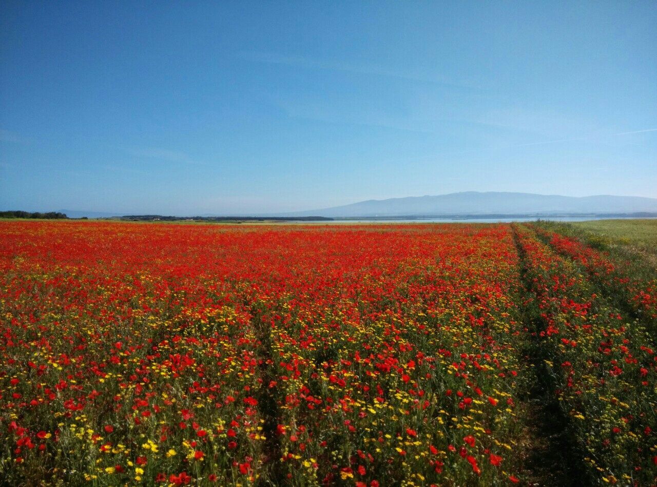 flower, beauty in nature, freshness, growth, red, nature, field, tranquil scene, fragility, scenics, landscape, tranquility, blooming, plant, clear sky, abundance, petal, blue, mountain, in bloom