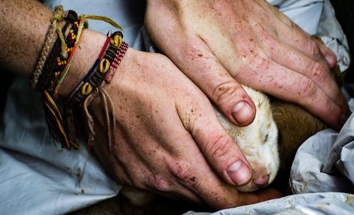 Hands holding puppy