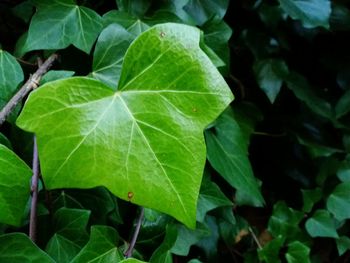 Close-up of fresh green leaves