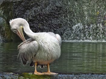 Close-up of pelican on lake