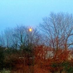 Low angle view of bare trees against clear sky