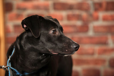 Close-up of dog looking away