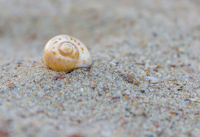 Close-up of snail