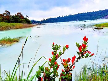 Red flowering plants by lake against sky