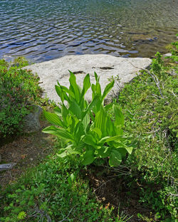 High angle view of plants growing on land