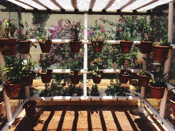 Plants growing in garden