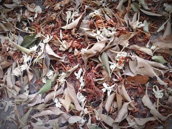 High angle view of fallen autumn leaves