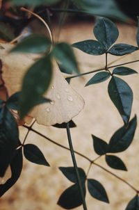 Close-up of raindrops on leaves