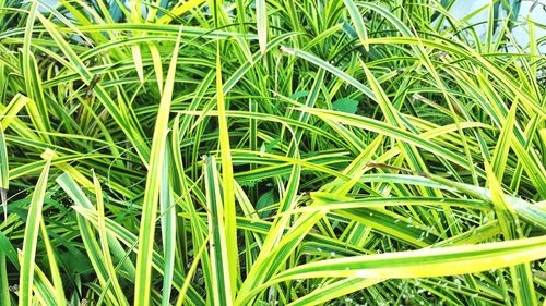 Full frame shot of plants growing on field