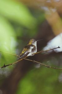 Close-up of insect on plant